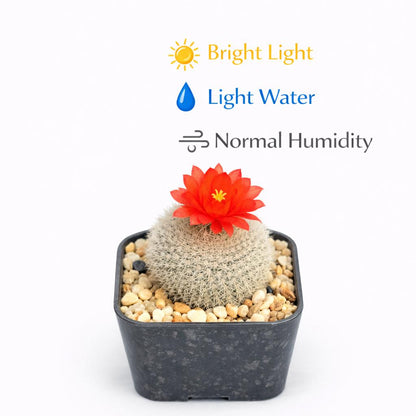 Side view — Silver Box Flowering Cactus | Cacti Nest