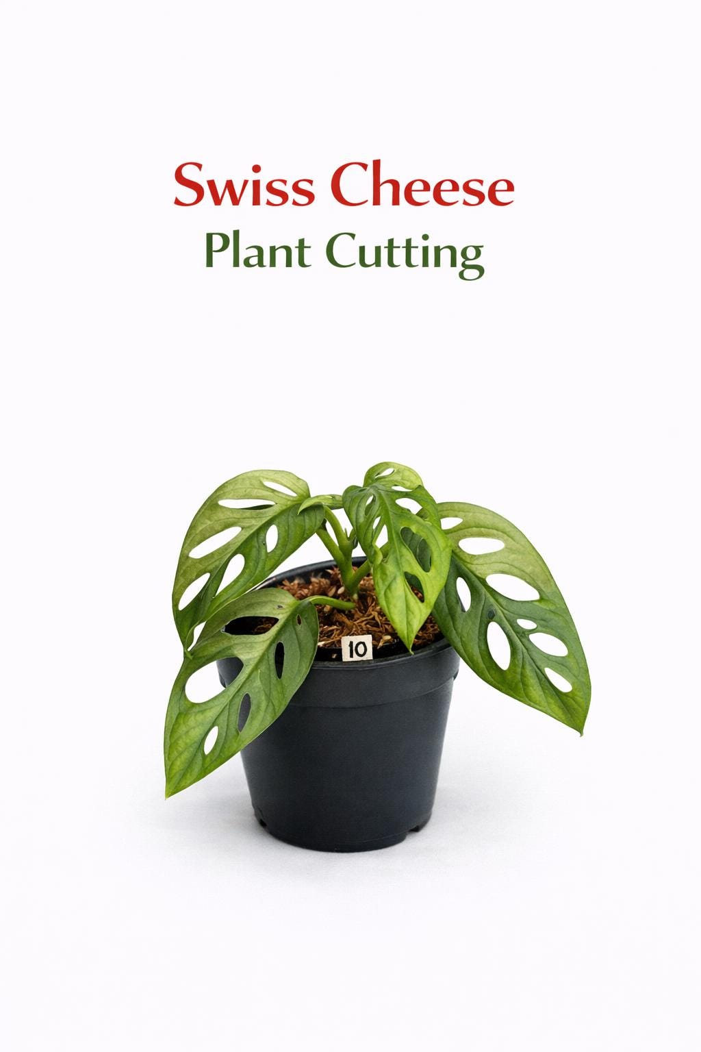 Main product photo of Swiss Cheese Plant Cutting, Rooted Indoor Houseplant Starter, Mini Tropical Plant, Easy Care Desk Plant, Unique Leaf Home Decor Gift, showing the primary view of the listing