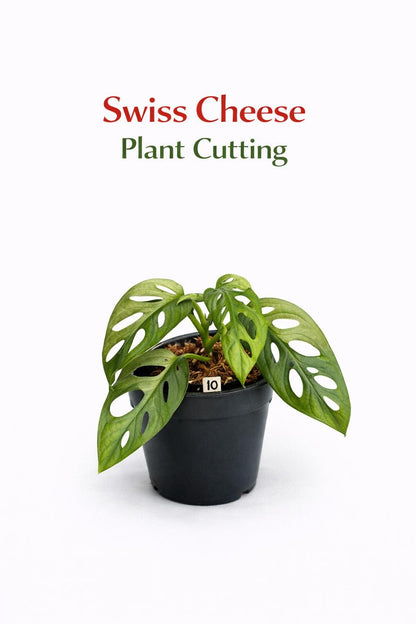 Main product photo of Swiss Cheese Plant Cutting, Rooted Indoor Houseplant Starter, Mini Tropical Plant, Easy Care Desk Plant, Unique Leaf Home Decor Gift, showing the primary view of the listing