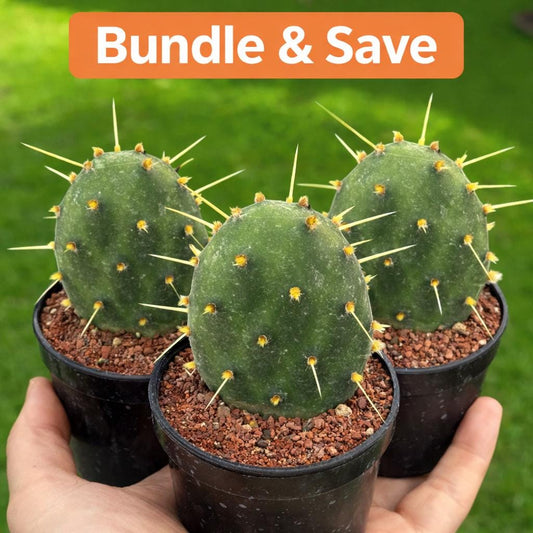 Alternate Angle of Watermelon Paddle Cactus Live Plant, Paddle Succulent Indoor, Easy Care Desk Plant, Unique Flat Cactus, Small Potted Houseplant Gift, highlighting its cactus look and listing presentation