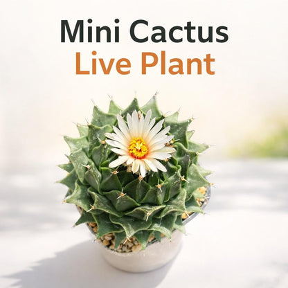 Main product photo of Colorful Mini Cactus Live Plant, Small Indoor Succulent, Easy Care Desk Plant, Unique Houseplant Gift, Cute Mini Potted Cactus Decor, showing the primary view of the listing