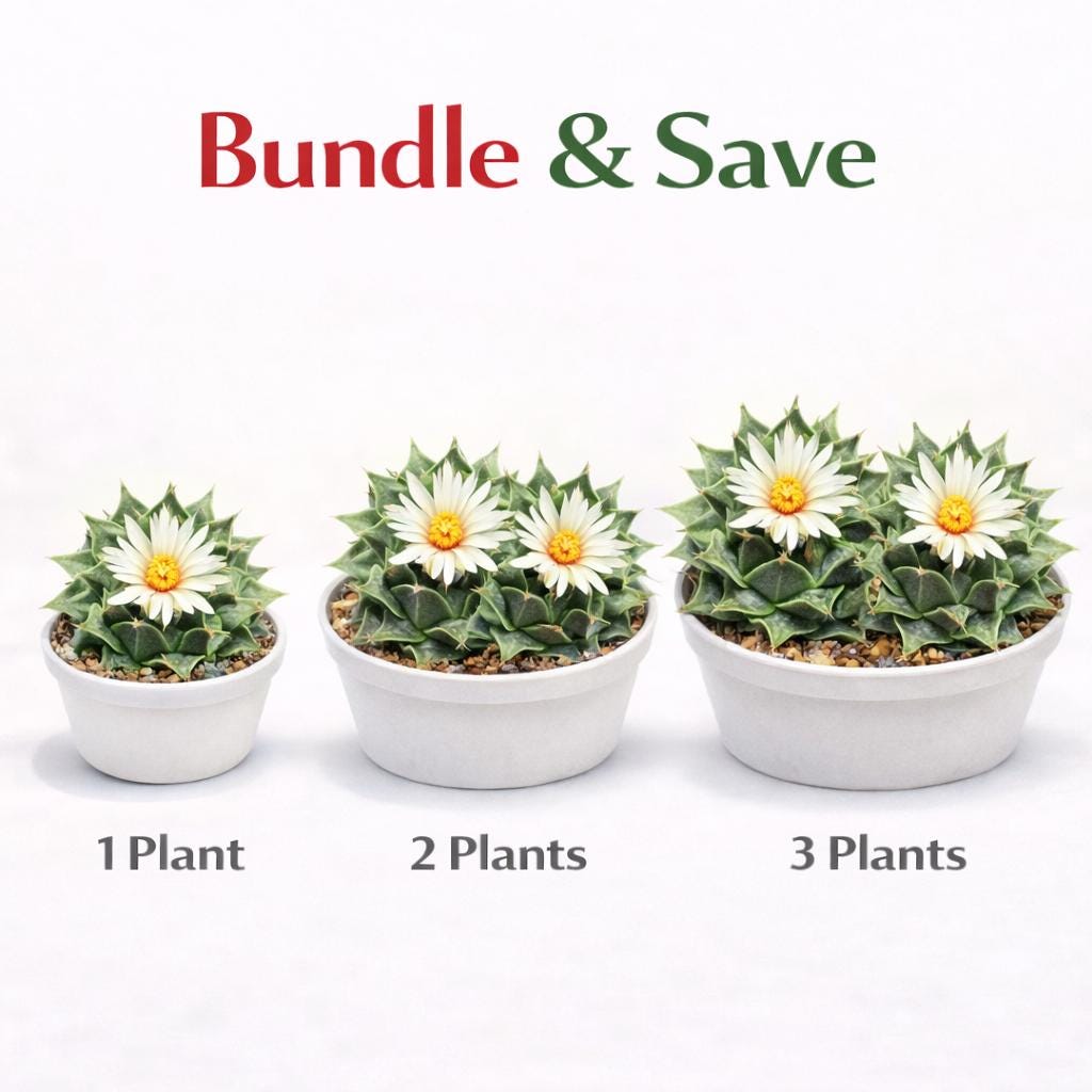 Alternate Angle of Colorful Mini Cactus Live Plant, Small Indoor Succulent, Easy Care Desk Plant, Unique Houseplant Gift, Cute Mini Potted Cactus Decor, highlighting its cactus look and listing presentation