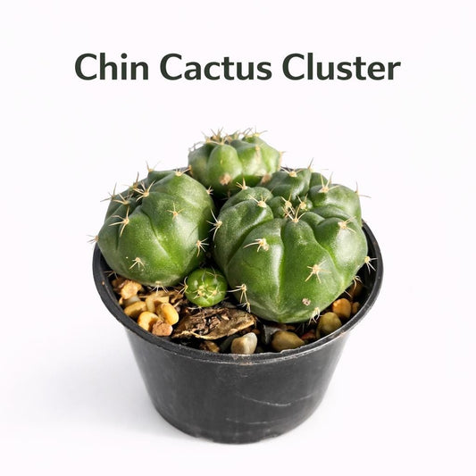 Main product photo of Chin Cactus Cluster Live Plant, Mini Indoor Succulent, Easy Care Desk Plant, Small Potted Cactus Gift, Cute Houseplant Decor, showing the primary view of the listing