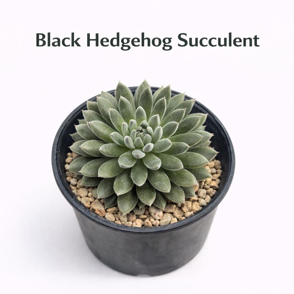 Overhead view — Black Hedgehog Succulent Plant | Cacti Nest