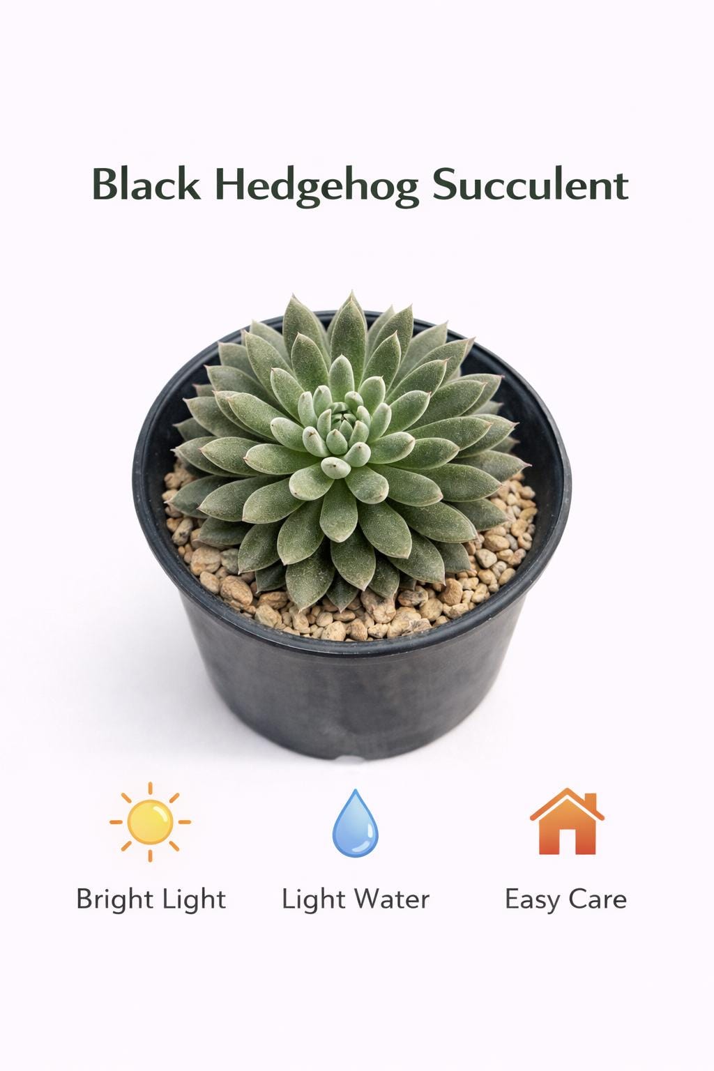 Side view — Black Hedgehog Succulent Plant | Cacti Nest