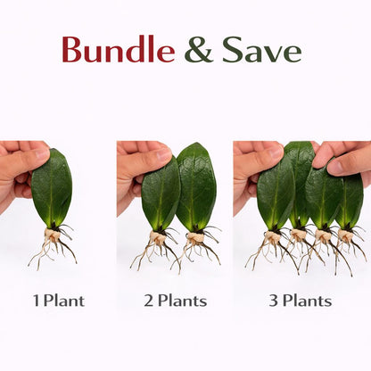 Alternate angle — Black ZZ Plant Rooted Stem | Cacti Nest