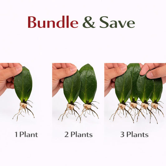 Alternate Angle of Black ZZ Plant Rooted Stem, Live ZZ Plant Cutting, Easy Care Indoor Plant, Low Light Houseplant, Rooted Leaf Starter, Desk Plant Gift, highlighting its zz plant look and listing presentation