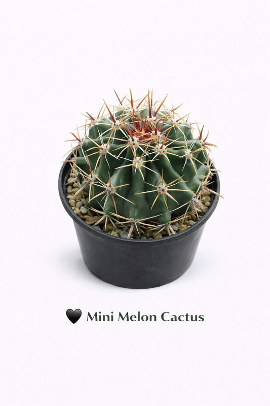 Main product photo of Mini Melon Shape Cactus Live Plant, Spiky Indoor Succulent, Easy Care Desert Houseplant, Unique Potted Cactus Gift, Desk Decor Plant, showing the primary view of the listing
