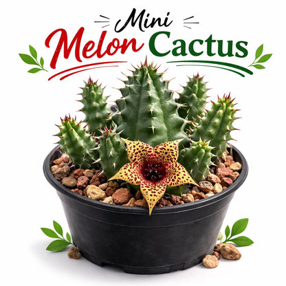Main product photo of Star Bloom Succulent Duo Live Plant, Spiky Indoor Cactus Pair, Easy Care Mini Succulent, Unique Desk Plant Gift, Home Decor, showing the primary view of the listing