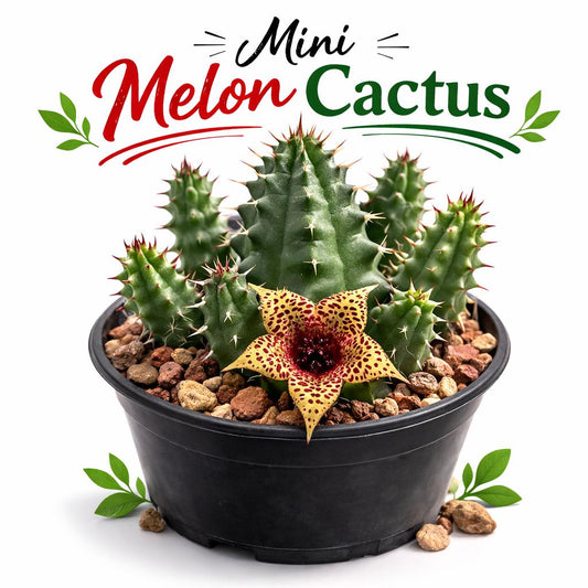 Main product photo of Star Bloom Succulent Duo Live Plant, Spiky Indoor Cactus Pair, Easy Care Mini Succulent, Unique Desk Plant Gift, Home Decor, showing the primary view of the listing