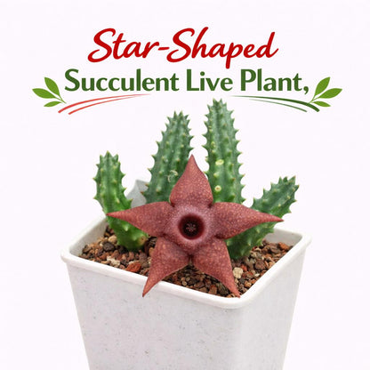 Main product photo of Star-Shaped Succulent Live Plant, Spiky Indoor Cactus, Unique Flowering Houseplant, Easy Care Desk Plant, Exotic Home Decor Gift, showing the primary view of the listing