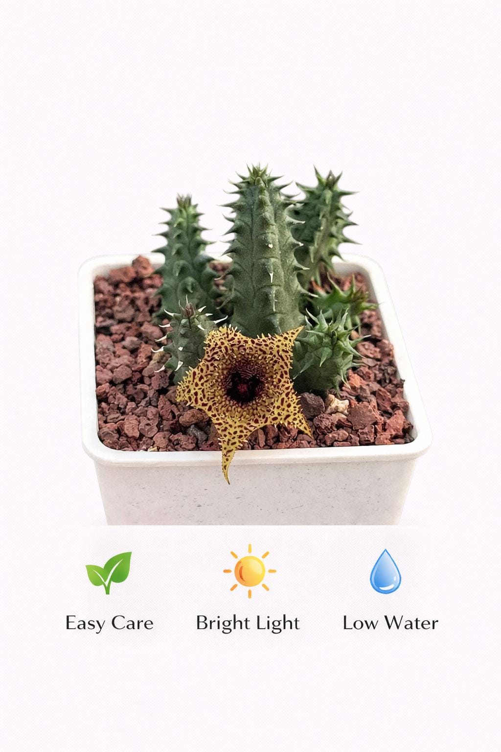 Overhead View of Star-Shaped Succulent Live Plant, Spiky Indoor Cactus, Unique Flowering Houseplant, Easy Care Desk Plant, Exotic Home Decor Gift, highlighting its cactus look and listing presentation
