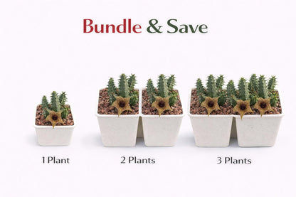 Alternate Angle of Star-Shaped Succulent Live Plant, Spiky Indoor Cactus, Unique Flowering Houseplant, Easy Care Desk Plant, Exotic Home Decor Gift, highlighting its cactus look and listing presentation