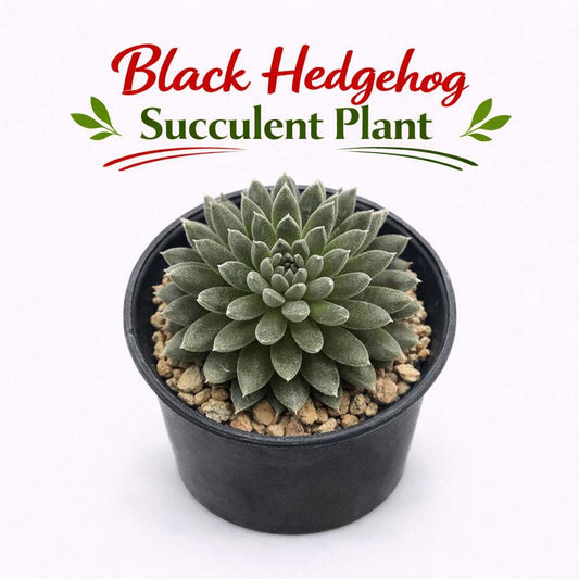 Main product photo of Black Hedgehog Succulent Plant, Spiky Mini Indoor Houseplant, Easy Care Desk Plant, Unique Small Cactus Gift, Modern Home Decor, showing the primary view of the listing