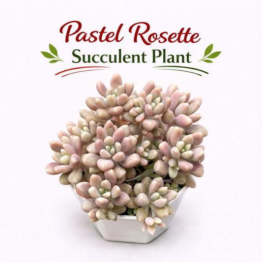 Main product photo of Pastel Rosette Succulent Plant, Soft Pink & Green Mini Indoor Succulent, Easy Care Desk Plant, Aesthetic Home Decor Gift, showing the primary view of the listing