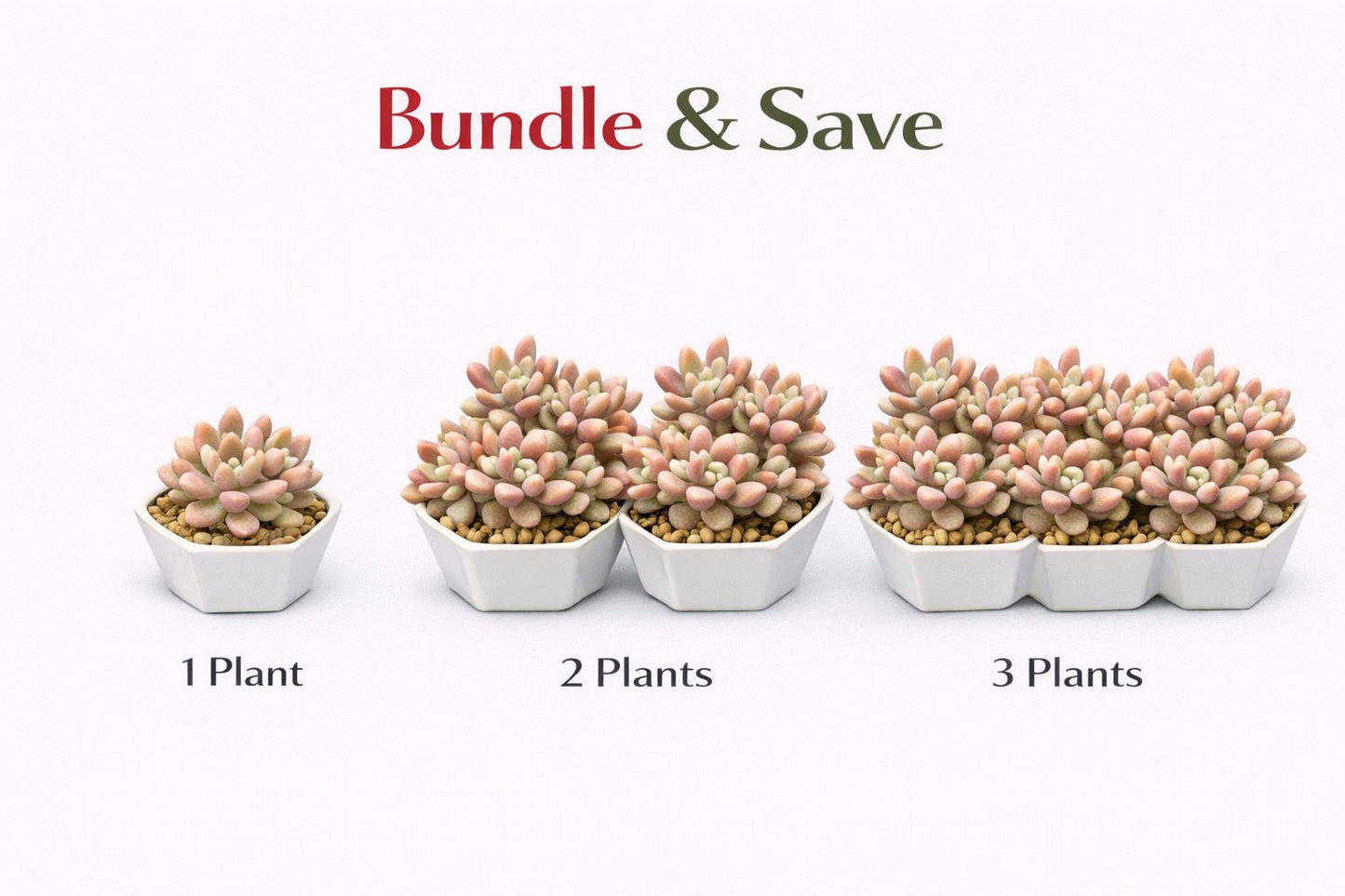 Side view — Pastel Rosette Succulent Plant | Cacti Nest