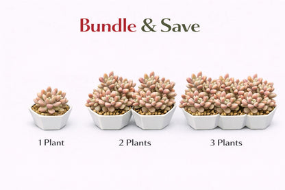 Side view — Pastel Rosette Succulent Plant | Cacti Nest