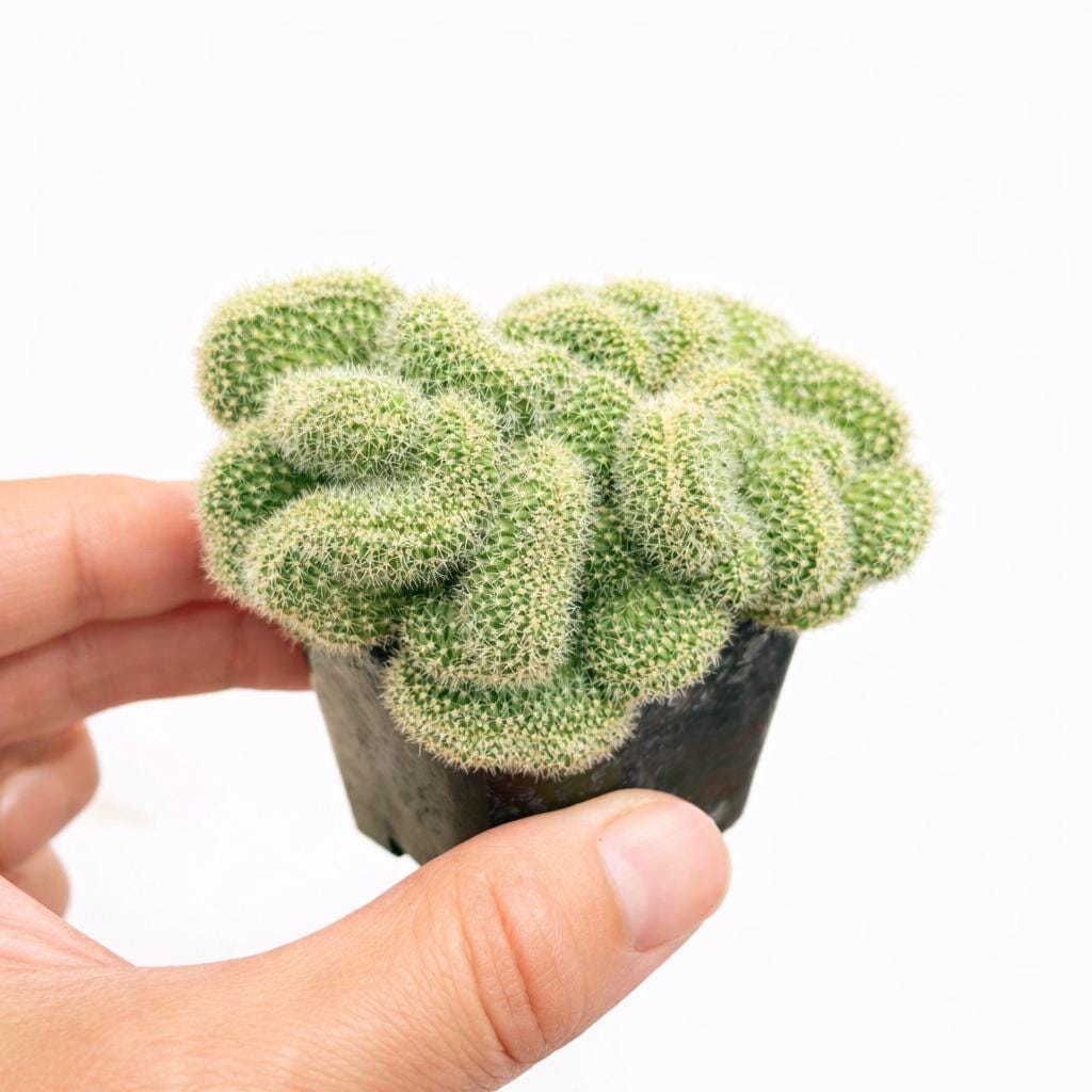 Scale Reference View of Brain Style Cactus Bundle, Live Succulent Set, Mini Indoor Desert Plant Collection, Easy Care Houseplant Gift for Desk or Shelf Decor, highlighting its cactus look and listing presentation