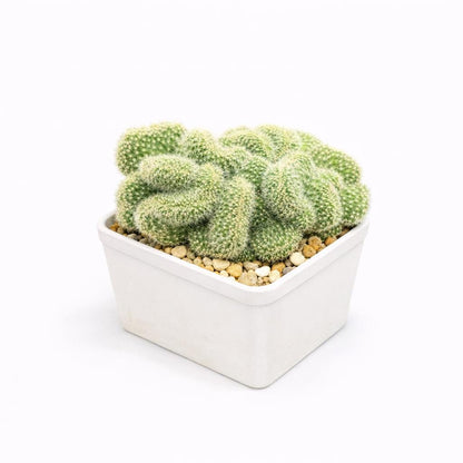 Side View of Brain Style Cactus Bundle, Live Succulent Set, Mini Indoor Desert Plant Collection, Easy Care Houseplant Gift for Desk or Shelf Decor, highlighting its cactus look and listing presentation