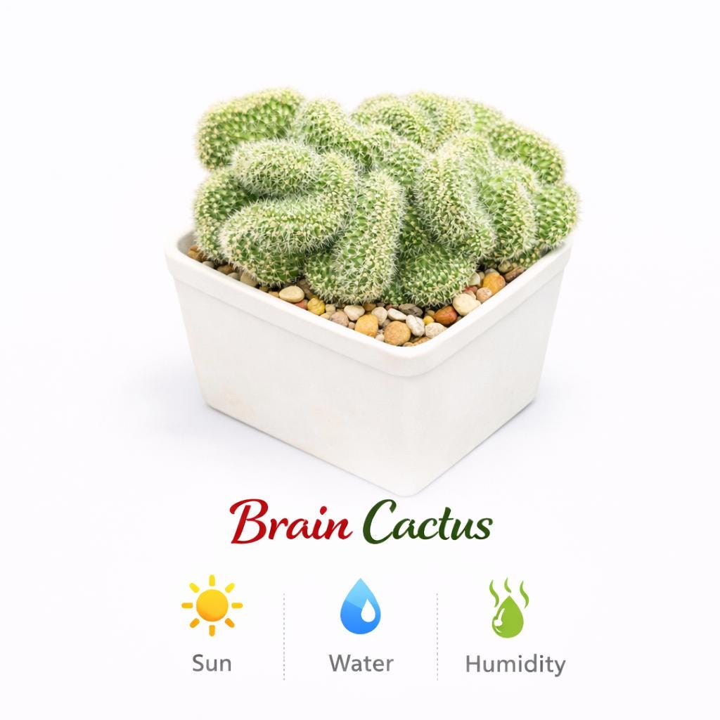 Close-Up Detail of Brain Style Cactus Bundle, Live Succulent Set, Mini Indoor Desert Plant Collection, Easy Care Houseplant Gift for Desk or Shelf Decor, highlighting its cactus look and listing presentation