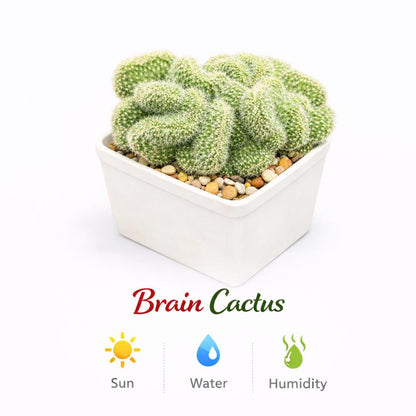 Close-Up Detail of Brain Style Cactus Bundle, Live Succulent Set, Mini Indoor Desert Plant Collection, Easy Care Houseplant Gift for Desk or Shelf Decor, highlighting its cactus look and listing presentation