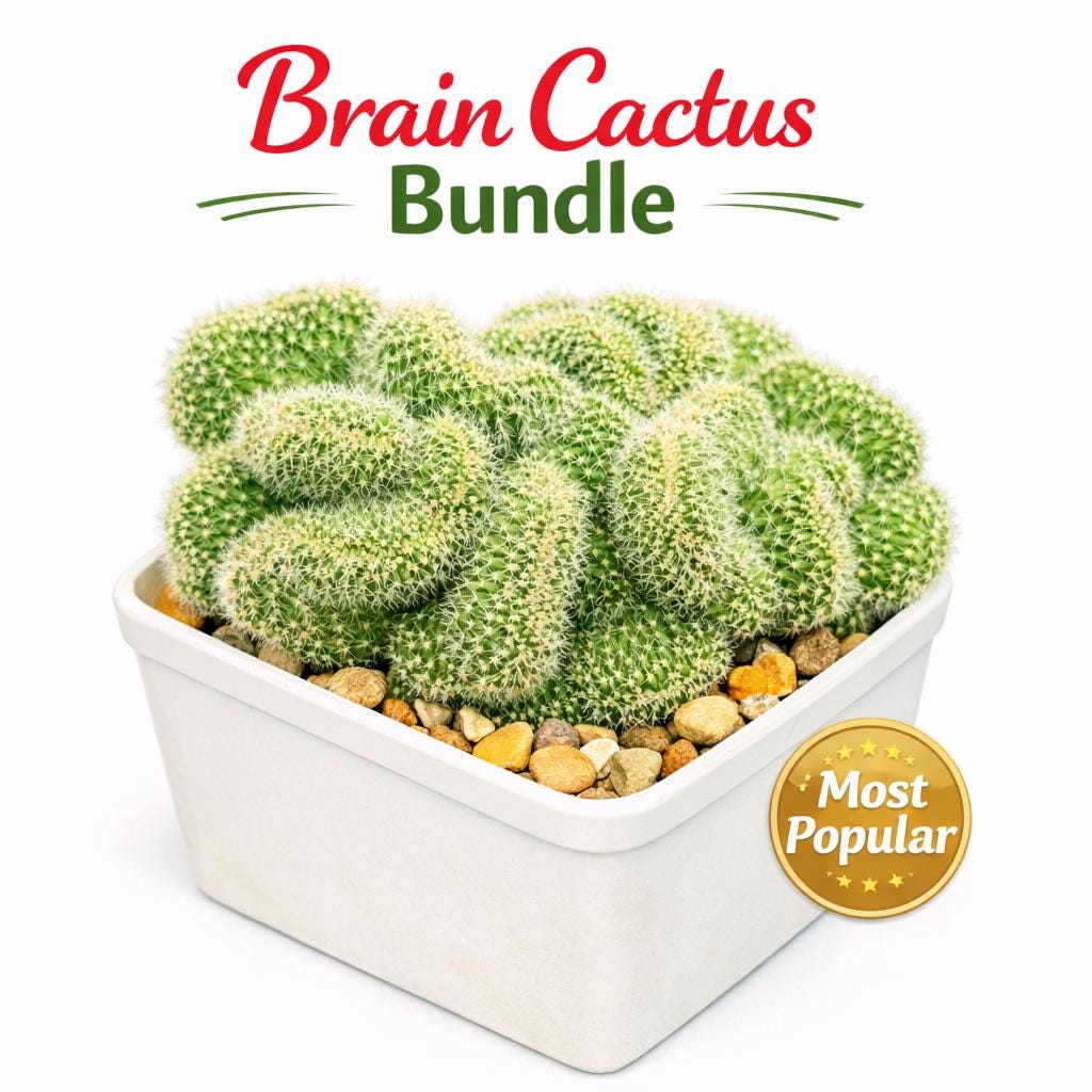 Main product photo of Brain Style Cactus Bundle, Live Succulent Set, Mini Indoor Desert Plant Collection, Easy Care Houseplant Gift for Desk or Shelf Decor, showing the primary view of the listing