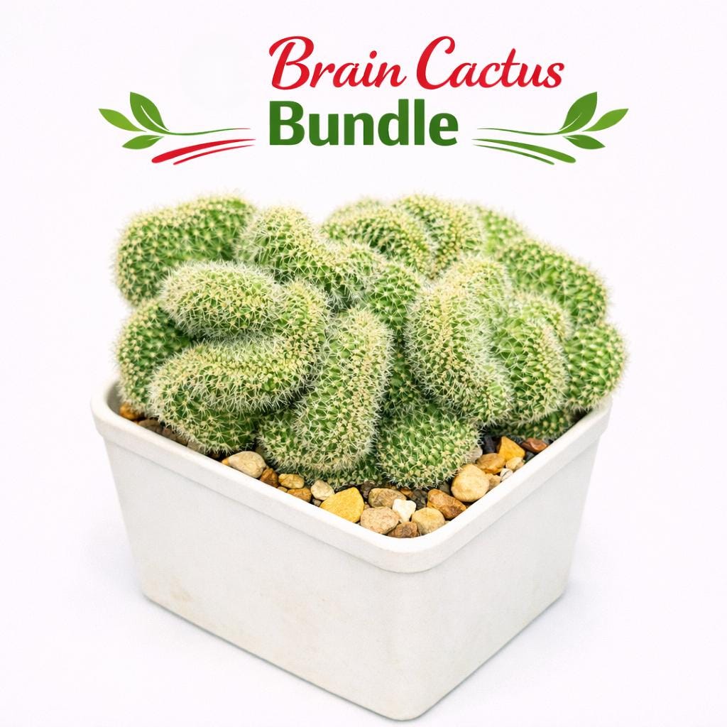 Overhead View of Brain Style Cactus Bundle, Live Succulent Set, Mini Indoor Desert Plant Collection, Easy Care Houseplant Gift for Desk or Shelf Decor, highlighting its cactus look and listing presentation