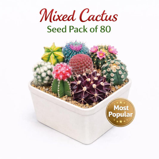 Main product photo of Mixed Cactus Seed Pack of 80, Colorful Indoor Succulent Garden Starter, Easy Grow Seeds for Pots or Planters, Fun Gift for Home Plant Lovers, showing the primary view of the listing