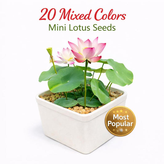 Main product photo of 20 Mixed Colors Mini Lotus Seeds for Water Bowls and Patio Containers, Easy Care Garden Seeds, Indoor Outdoor Garden Starter Pack, showing the primary view of the listing