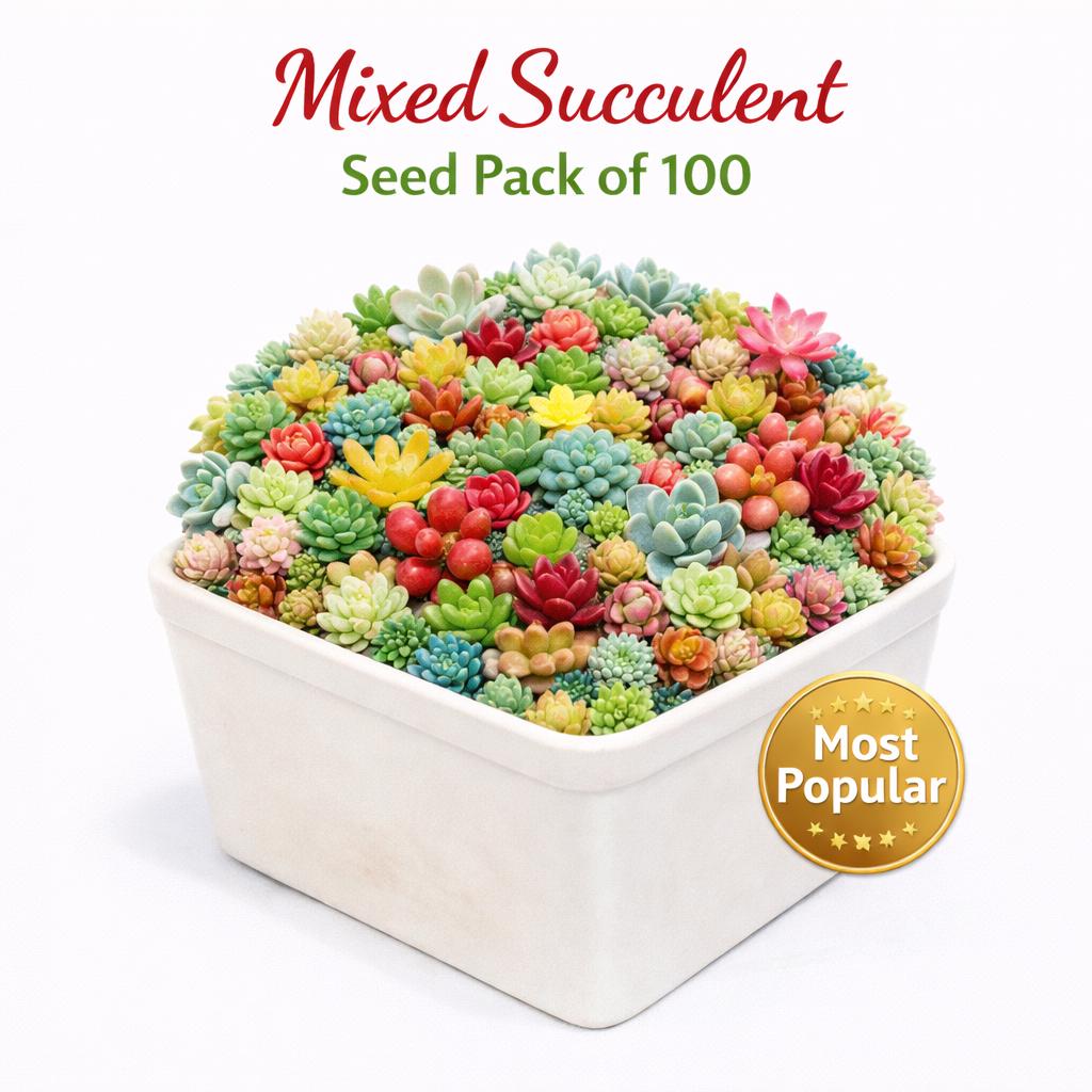 Main product photo of Mixed Succulent Seed Pack of 100, Indoor Garden Starter Set, Easy Grow Seeds for Pots or Planters,, showing the primary view of the listing