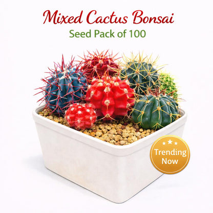 Main product photo of Mixed Cactus Bonsai Seed Pack of 100, Mini Succulent Garden Starter, Easy Grow Seeds for Indoor Pots or Planters, Fun DIY Gift, showing the primary view of the listing