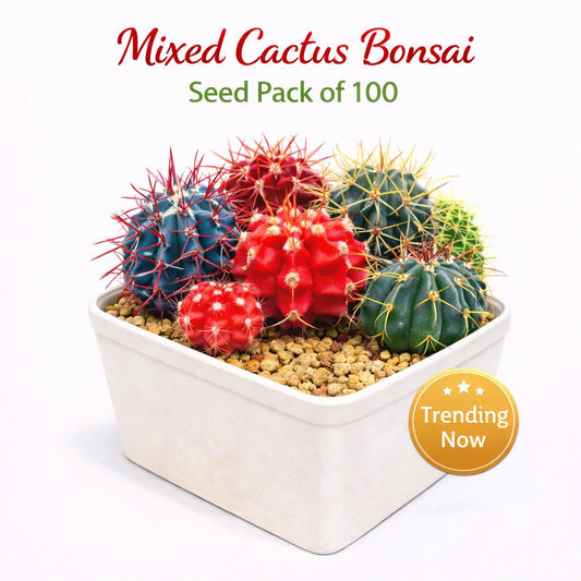 Main product photo of Mixed Cactus Bonsai Seed Pack of 100, Mini Succulent Garden Starter, Easy Grow Seeds for Indoor Pots or Planters, Fun DIY Gift, showing the primary view of the listing
