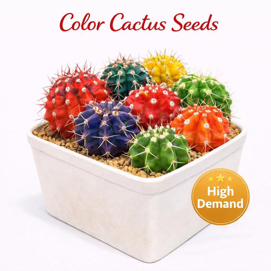 Main product photo of Color Cactus Seeds, Variegated Style Indoor Succulent Garden Starter, Easy Grow Seed Pack for Pots or Planters, Fun Gift for Plant Lovers, showing the primary view of the listing