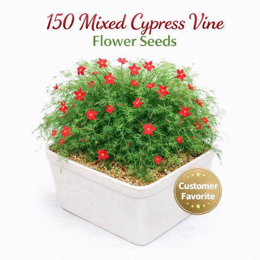 Main product photo of 150 Mixed Cypress Vine Flower Seeds, Easy Grow Climbing Flower Seeds for Indoor or Outdoor Garden, Patio Planter or Balcony Planting, showing the primary view of the listing