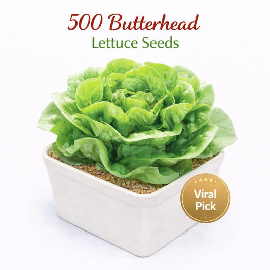 Main product photo of 500 Butterhead Lettuce Seeds, Fresh Garden Vegetable Seeds for Indoor Outdoor Growing, Easy Grow Salad Greens, Home Gardening Seed Pack, showing the primary view of the listing