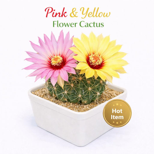 Main product photo of Pink & Yellow Flower Cactus: Live Indoor Succulent - Easy Care, showing the primary view of the listing