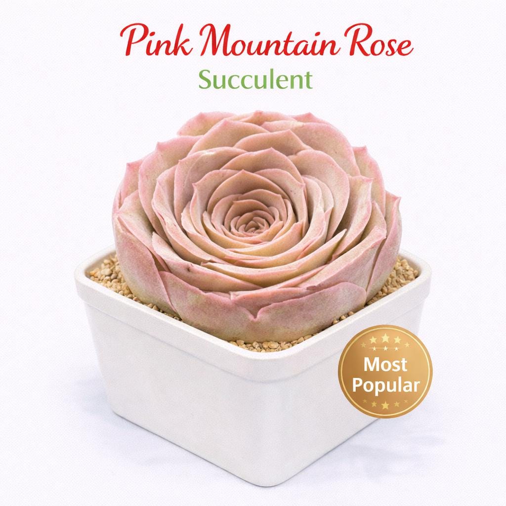 Main product photo of Pink Mountain Rose Succulent, Live Rosette Plant, showing the primary view of the listing