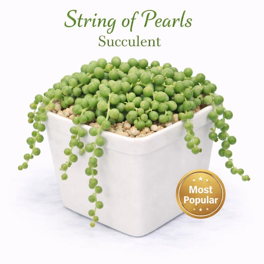 Main product photo of String of Pearls Succulent, Trailing Green Bead Vine, Easy Care Houseplant, showing the primary view of the listing