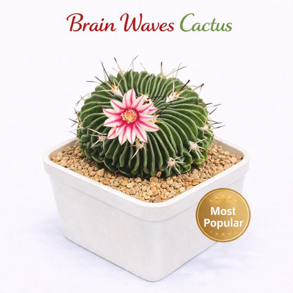Main product photo of Brain Waves Cactus: Wavy Ribbed Succulent - Unique Home Decor, showing the primary view of the listing