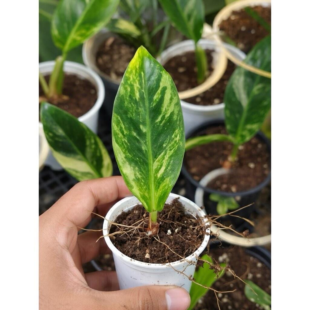 Side View of Variegated Lemon Leaf Indoor zz Plant, Bright Yellow Green Houseplant, Easy Care Live Potted Plant for Home or Office Decor, highlighting its zz plant look and listing presentation