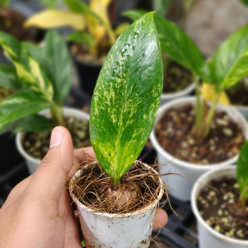 Styled Display View of Variegated Lemon Leaf Indoor zz Plant, Bright Yellow Green Houseplant, Easy Care Live Potted Plant for Home or Office Decor, highlighting its zz plant look and listing presentation