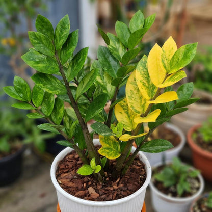 Main product photo of Variegated Lemon Leaf Indoor zz Plant, Bright Yellow Green Houseplant, Easy Care Live Potted Plant for Home or Office Decor, showing the primary view of the listing