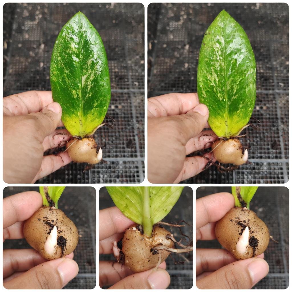 Alternate Angle of Variegated Lemon Leaf Indoor zz Plant, Bright Yellow Green Houseplant, Easy Care Live Potted Plant for Home or Office Decor, highlighting its zz plant look and listing presentation