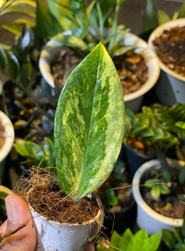 Packaging View of Variegated Lemon Leaf Indoor zz Plant, Bright Yellow Green Houseplant, Easy Care Live Potted Plant for Home or Office Decor, highlighting its zz plant look and listing presentation