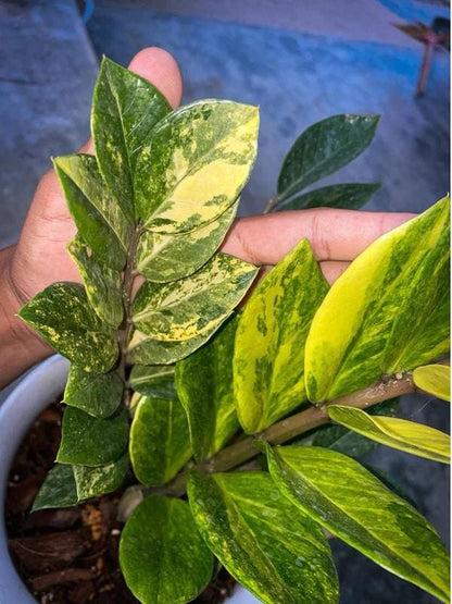 Scale Reference View of Variegated Lemon Leaf Indoor zz Plant, Bright Yellow Green Houseplant, Easy Care Live Potted Plant for Home or Office Decor, highlighting its zz plant look and listing presentation