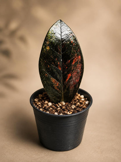 Alternate Angle of Variegated ZZ Black Orange Plant Cutting, Rooted Indoor Houseplant with Black & Orange Leaves, highlighting its zz plant look and listing presentation