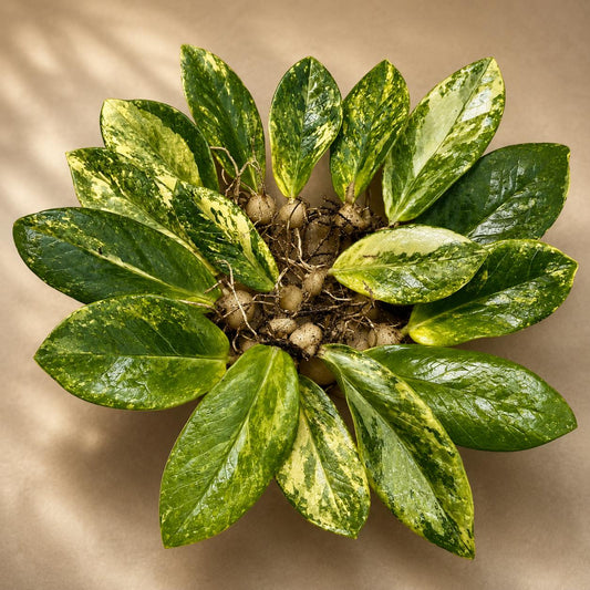 Main product photo of Variegated ZZ Lemon Emerald Plant Cutting, Rooted Indoor Houseplant with Lemon Leaves, showing the primary view of the listing