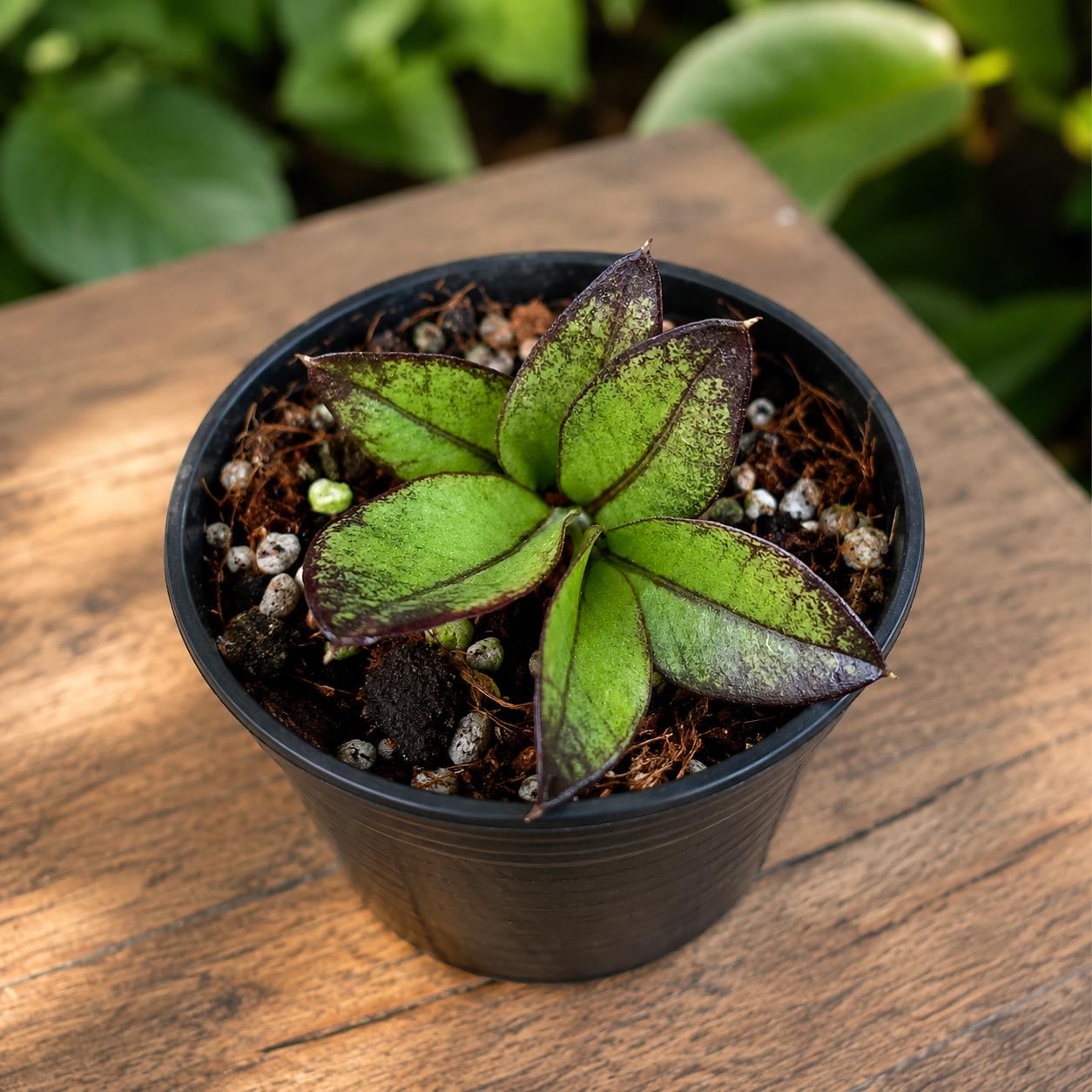 Close-Up Detail of Variegated ZZ Black Leaf Plant with Pink Spots, Dark Indoor Houseplant, Easy Care Potted Plant for Home or Office Decor Gift, highlighting its zz plant look and listing presentation