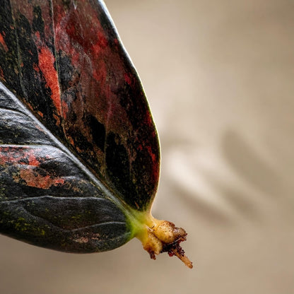 Overhead View of Variegated ZZ Black Orange Plant Cutting, Rooted Indoor Houseplant with Black & Orange Leaves, highlighting its zz plant look and listing presentation