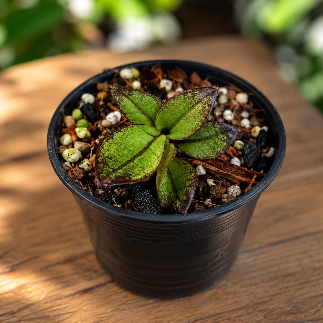 Overhead View of Variegated ZZ Black Leaf Plant with Pink Spots, Dark Indoor Houseplant, Easy Care Potted Plant for Home or Office Decor Gift, highlighting its zz plant look and listing presentation